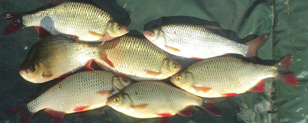 Coarse Fish UK _Our roach and rudd for Sale