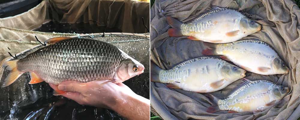 Coarse Fish UK _Our roach and carp for Sale